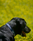 Royal Dog Collar