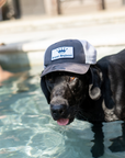 Dog wearing a cap with a logo, standing in water