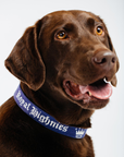 A brown dog wearing a navy blue dog collar with the text 'Royal Highnies' on it.