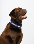 A brown dog wearing a navy blue dog collar with the text 'Royal Highnies' on it.