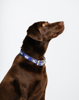 A brown dog wearing a navy blue dog collar with the text 'Royal Highnies' on it.