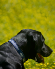 Black dog with a navy blue collar standing on a grassy field