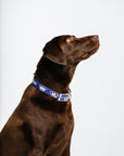 Royal Dog Collar