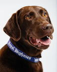 Royal Dog Collar