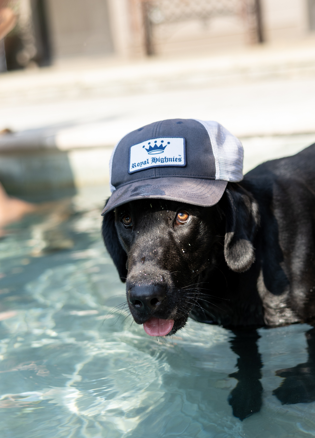 Dog wearing a cap with a logo, standing in water