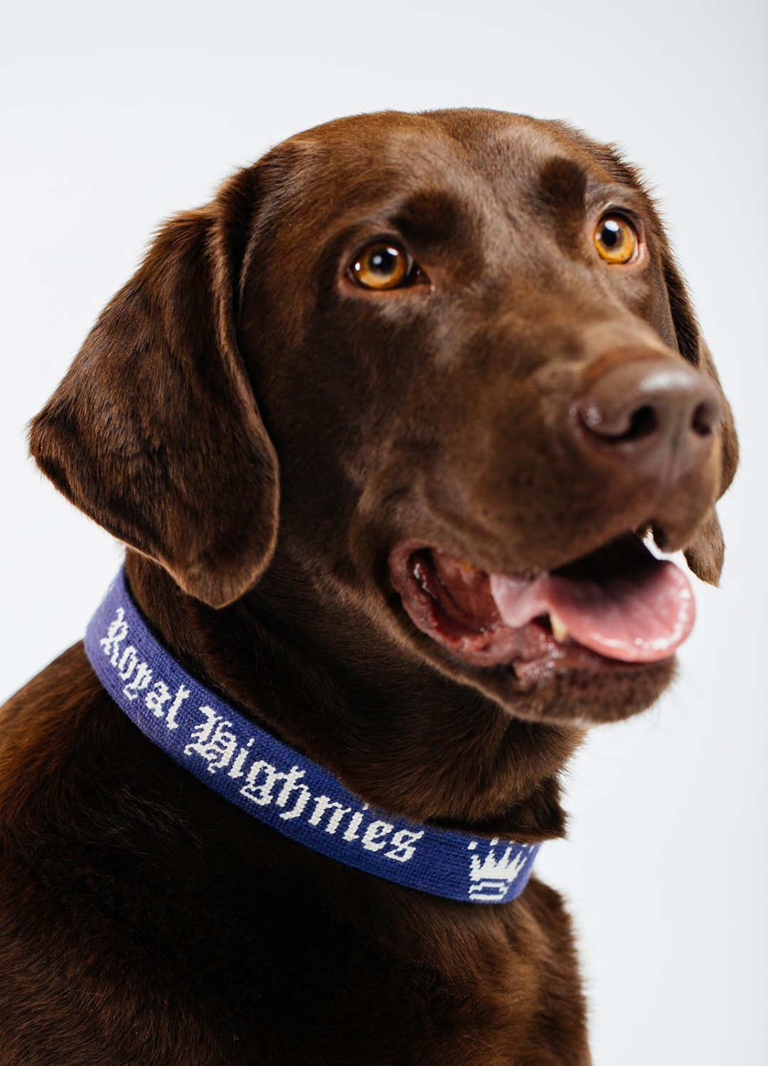 A brown dog wearing a navy blue dog collar with the text 'Royal Highnies' on it.