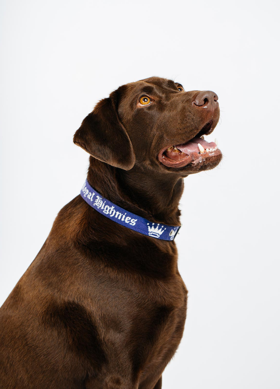 A brown dog wearing a navy blue dog collar with the text 'Royal Highnies' on it.