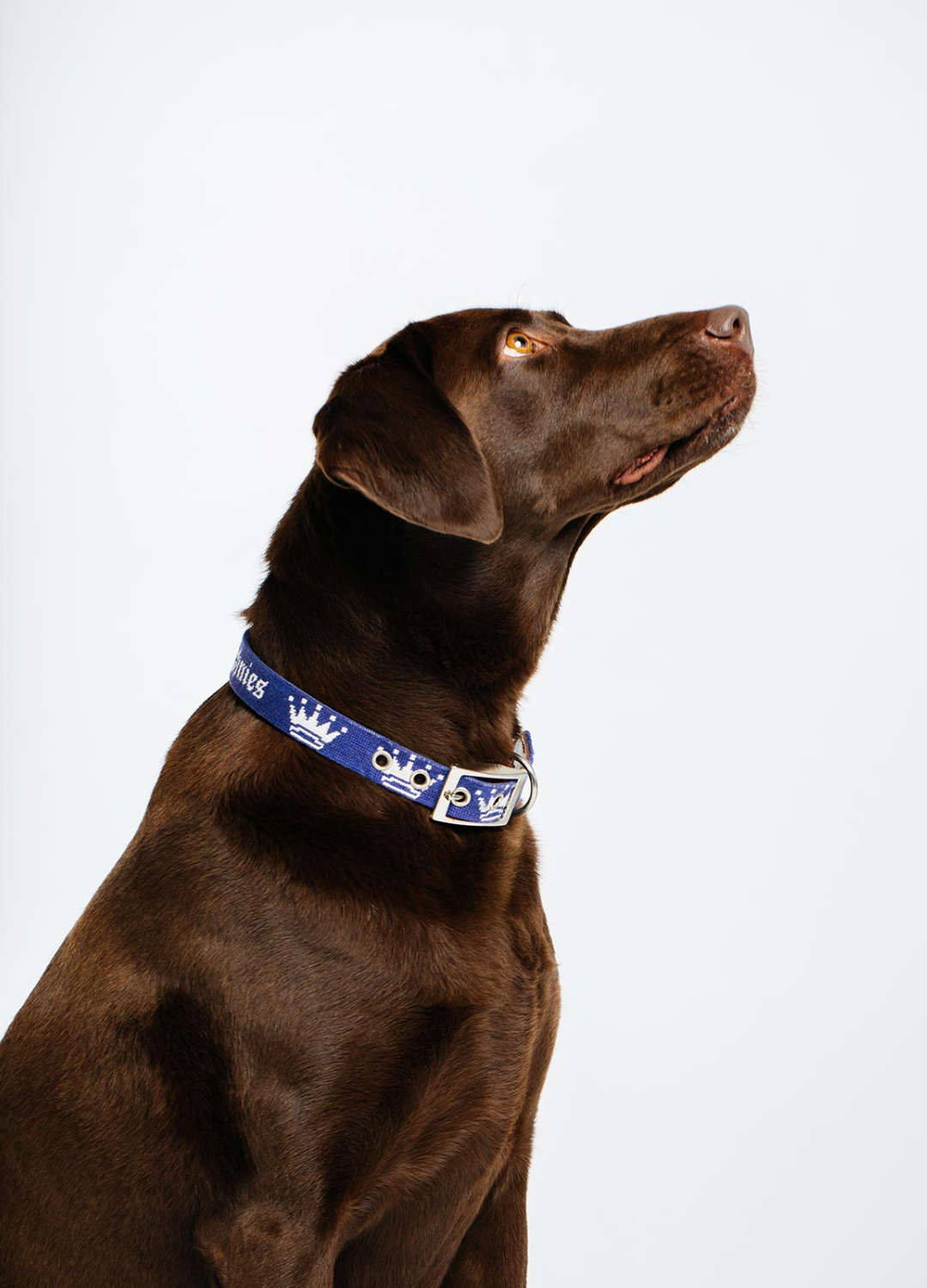 A brown dog wearing a navy blue dog collar with the text 'Royal Highnies' on it.