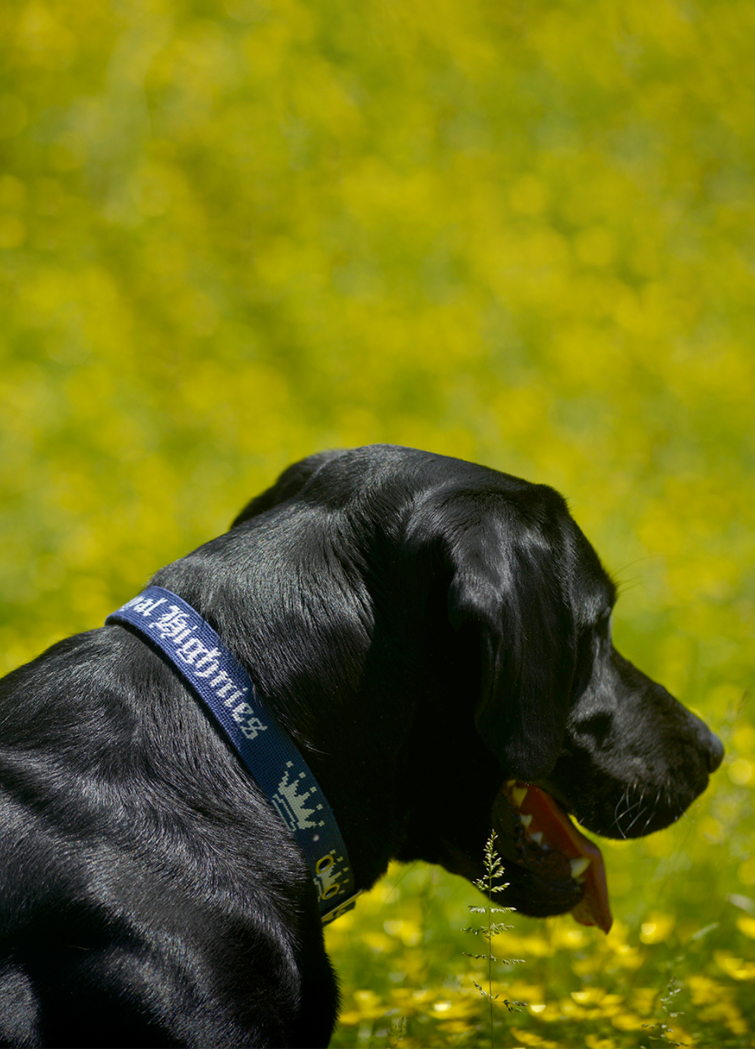 Black dog with a navy blue collar standing on a grassy field
